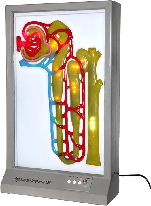 PacuM Modelo de produto Dinâmica de Formação Urinária, Modelo Educacional, Modelo Dinâmico de Formação Urinária Humana, Equipamento Educativo